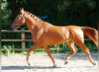 Weitere Warmblüter, Wallach, 8 Jahre, 166 cm
