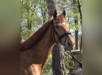 Weitere Warmblüter, Wallach, 8 Jahre, 167 cm, Fuchs