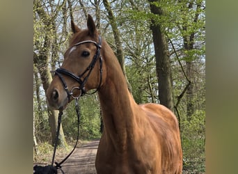 Weitere Warmblüter, Wallach, 8 Jahre, 167 cm, Fuchs