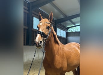 Weitere Warmblüter, Wallach, 8 Jahre, 168 cm, Fuchs