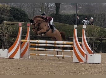 Weitere Warmblüter, Wallach, 8 Jahre, 168 cm, Fuchs
