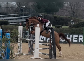 Weitere Warmblüter, Wallach, 8 Jahre, 168 cm, Fuchs