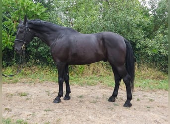Weitere Warmblüter, Wallach, 8 Jahre, 168 cm, Rappe
