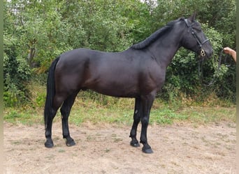 Weitere Warmblüter, Wallach, 8 Jahre, 168 cm, Rappe