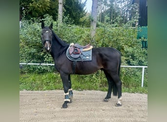 Weitere Warmblüter, Wallach, 8 Jahre, 169 cm, Rappe