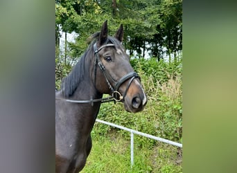 Weitere Warmblüter, Wallach, 8 Jahre, 169 cm, Rappe