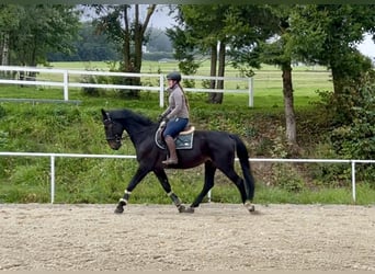 Weitere Warmblüter, Wallach, 8 Jahre, 169 cm, Rappe