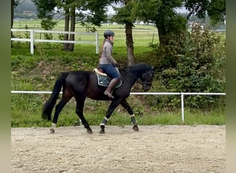 Weitere Warmblüter, Wallach, 8 Jahre, 169 cm, Rappe