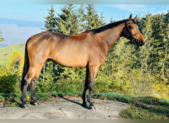 Weitere Warmblüter, Wallach, 8 Jahre, 170 cm, Brauner