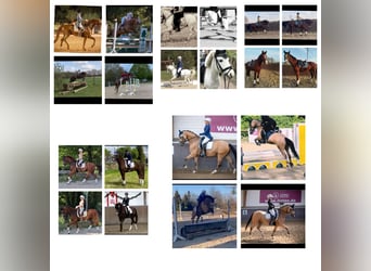 Weitere Warmblüter, Wallach, 8 Jahre, 170 cm, Dunkelfuchs