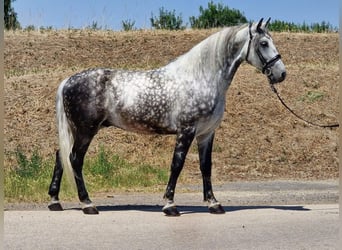 Weitere Warmblüter, Wallach, 8 Jahre, 170 cm