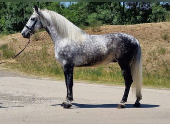 Weitere Warmblüter, Wallach, 8 Jahre, 170 cm