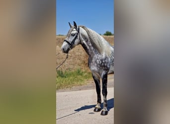 Weitere Warmblüter, Wallach, 8 Jahre, 170 cm