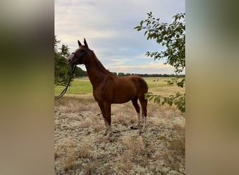 Weitere Warmblüter, Wallach, 8 Jahre, 170 cm, Fuchs