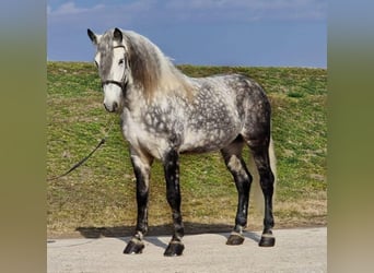 Weitere Warmblüter, Wallach, 8 Jahre, 170 cm, Schimmel