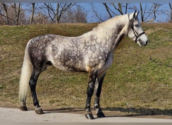 Weitere Warmblüter, Wallach, 8 Jahre, 170 cm, Schimmel