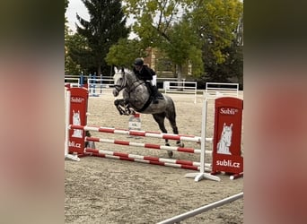 Weitere Warmblüter, Wallach, 8 Jahre, 170 cm, Schimmel