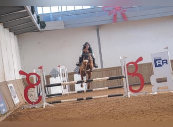 Weitere Warmblüter, Wallach, 8 Jahre, 172 cm, Fuchs