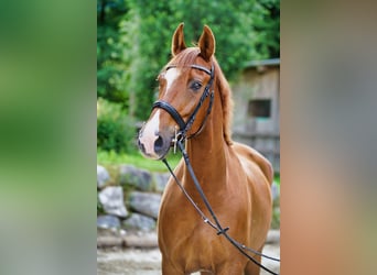 Weitere Warmblüter, Wallach, 8 Jahre, 172 cm