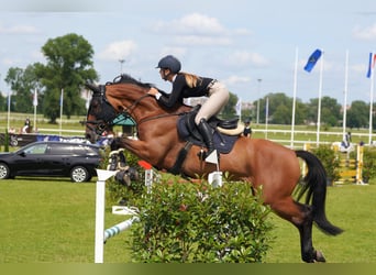 Weitere Warmblüter, Wallach, 8 Jahre, Brauner
