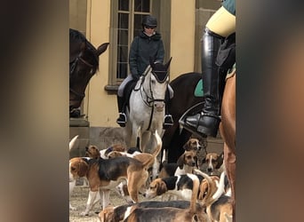 Weitere Warmblüter, Wallach, 9 Jahre, 155 cm, Apfelschimmel