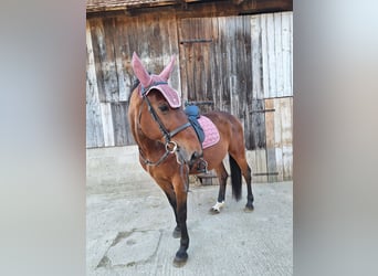 Weitere Warmblüter, Wallach, 9 Jahre, 158 cm, Hellbrauner