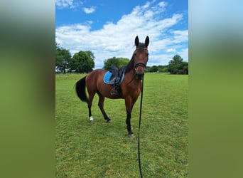 Weitere Warmblüter, Wallach, 9 Jahre, 158 cm, Hellbrauner