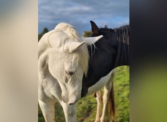 Weitere Warmblüter Mix, Wallach, 9 Jahre, 158 cm, Schimmel