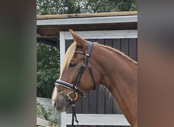 Weitere Warmblüter Mix, Wallach, 9 Jahre, 159 cm, Dunkelfuchs