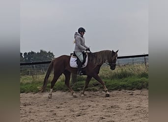 Weitere Warmblüter Mix, Wallach, 9 Jahre, 159 cm, Dunkelfuchs