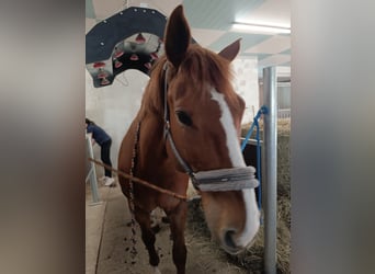 Weitere Warmblüter, Wallach, 9 Jahre, 159 cm, Fuchs