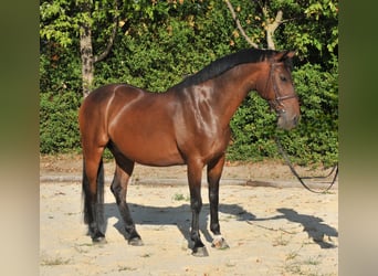 Weitere Warmblüter, Wallach, 9 Jahre, 161 cm, Brauner