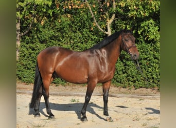 Weitere Warmblüter, Wallach, 9 Jahre, 161 cm, Brauner