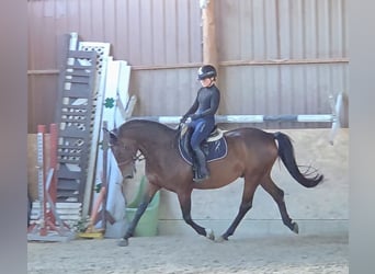 Weitere Warmblüter, Wallach, 9 Jahre, 161 cm, Brauner
