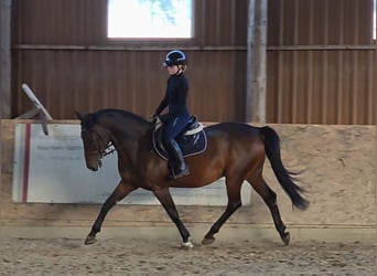 Weitere Warmblüter, Wallach, 9 Jahre, 161 cm, Brauner