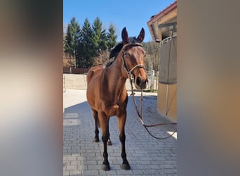 Weitere Warmblüter, Wallach, 9 Jahre, 162 cm, Brauner