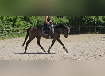 Weitere Warmblüter, Wallach, 9 Jahre, 163 cm, Schwarzbrauner