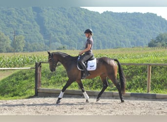 Weitere Warmblüter, Wallach, 9 Jahre, 163 cm, Schwarzbrauner