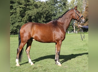 Weitere Warmblüter, Wallach, 9 Jahre, 165 cm, Brauner