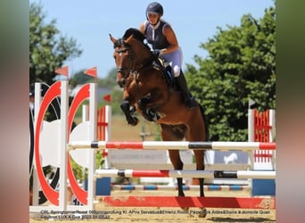 Weitere Warmblüter, Wallach, 9 Jahre, 165 cm, Brauner