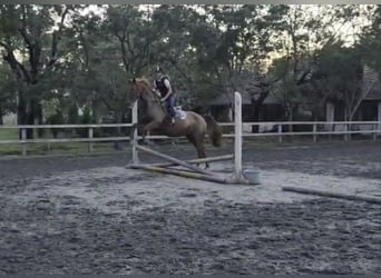 Weitere Warmblüter, Wallach, 9 Jahre, 165 cm, Dunkelfuchs