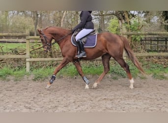 Weitere Warmblüter, Wallach, 9 Jahre, 165 cm, Dunkelfuchs