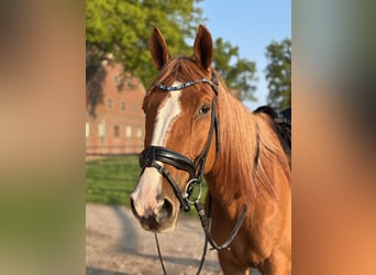 Weitere Warmblüter, Wallach, 9 Jahre, 165 cm, Fuchs
