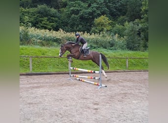Weitere Warmblüter, Wallach, 9 Jahre, 166 cm, Fuchs