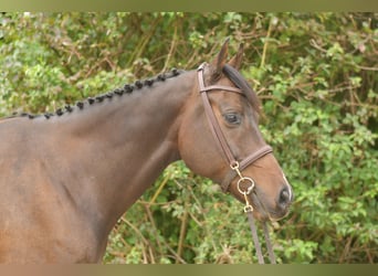 Weitere Warmblüter, Wallach, 9 Jahre, 167 cm, Dunkelbrauner