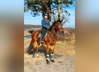 Weitere Warmblüter, Wallach, 9 Jahre, 168 cm, Brauner