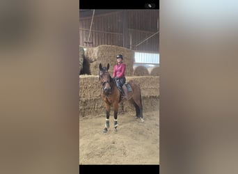 Weitere Warmblüter, Wallach, 9 Jahre, 168 cm, Brauner