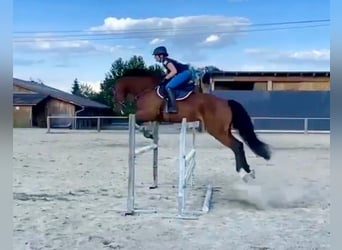 Weitere Warmblüter, Wallach, 9 Jahre, 168 cm, Brauner