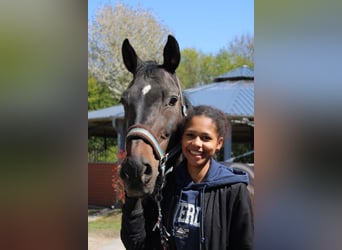 Weitere Warmblüter, Wallach, 9 Jahre, 168 cm