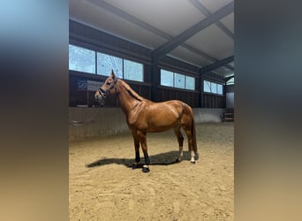 Weitere Warmblüter, Wallach, 9 Jahre, 168 cm, Fuchs